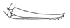 Ceuthophilus (Ceuthophilus) uhleri Scudder, 1862: Fig. 141. ovipositor (phase B with 6 teeth, Cabin John Run, MD). (Otu).