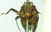 CollectionObject 1531571; bae82231-3982-4bb7-939a-d9e70efe4ccb: male, frontal view (syntype). (CollectionObject).