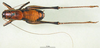 CollectionObject 1501813; aaad52e5-e82d-45f0-b924-4392af32fd5e: male, dorsal view (syntype). (CollectionObject).
