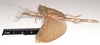 CollectionObject 1559119; 94fcfade-1a87-4e30-92d7-f934d5b8fbc1: copyright Natural History Museum, London. female, lateral view (holotype). (CollectionObject).