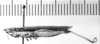 CollectionObject 1543622; f9df8bb7-68bb-4da0-9198-e03b6af64586: Image Carbonell, C.S. female, lateral view (syntype or lectotype). (CollectionObject).