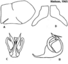 Pygofer appendages: !! display not done !! on Cuerna balli Oman & Beamer, 1944: <b>A</b>, male pygofer lateral aspect; <b>B</b>, aedeagus lateral aspect; <b>C</b>, aedeagus caudal aspect; <b>D</b>, female internal sternum VIII. All from paratypes. (Observation).