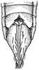 Ovipositor: !! display not done !! on Chlorotettix tunicatus Ball, 1900: female pygofer, ventrally. (Observation).