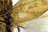 CollectionObject 1500479; 28eb1944-fbac-4585-95cf-3d9960f9e403: male, base of right tegmen (holotype). (CollectionObject).
