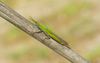 CollectionObject 2062052; 132ea02d-cc9f-4b8b-b2a0-84dab85d2c50: Male. (CollectionObject).