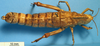 CollectionObject 1538363; 739e4980-9024-4c8b-87fa-489d42f129f6: female, dorsal view. (CollectionObject).