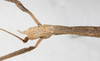 CollectionObject 1560427; bd11896f-e498-42f1-b959-c44f7049a332: copyright NMW, Vienna. female: head, dorsal view (syntype). (CollectionObject).;CollectionObject 1560428; e38535f2-096d-42a7-90c9-05a46b40f72a: copyright NMW, Vienna. female: head, dorsal view (syntype). (CollectionObject).