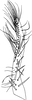 Subgenital plate: Subgenital plate. (Observation).