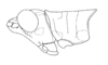 Pseudococama aureoguttata Descamps & Amédégnato, 1971: Fig. 49. male, head and pronotum, lateral view. (Otu).