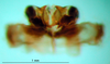 CollectionObject 1575838; 6a67d778-f213-474f-8876-dd8217b6007e: phallic complex, apical view. (CollectionObject).