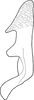 Stylus: !! display not done !! on Goniagnathus (Goniagnathus) brevis (Herrich-Schäffer, 1835): Stylus. (Observation).