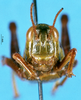 CollectionObject 1505170; 317f44e9-295d-4265-971e-08301df938a9: female, frontal view (paratype). (CollectionObject).