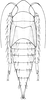 Nymph on Cicadula (Henriana) frontalis (Herrich-Schäffer, 1835): (Observation).