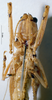 CollectionObject 1506480; MHNG 3225776, 5beb5cc5-e7d8-4761-80f6-308c019d33af: female, frontal view. (CollectionObject).