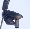 CollectionObject 1563746; MEFLG 14335, 8bc25377-7f8f-4c15-9e44-041f586f62f1: copyright MEFLG Colombia. male end of abdomen, lateral view (holotype). (CollectionObject).