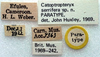 CollectionObject 1520826; 3535daa6-c002-4c65-b34c-bdf08d386b01: labels (paratype). (CollectionObject).