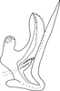 Aedeagus, lateral view on Empoascanara (Empoascanara) mai Dworakowska, 1992: Aedeagus, lateral view. (Observation).