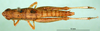 CollectionObject 1570402; 5ace6ed2-b644-4481-a2a1-3fd996af8f03: female, dorsal view (paratype of P. stenopterum). (CollectionObject).