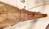 copyright OUMNH. female: end of abdomen, dorsal view of synonym Diapherodes (Cranidium) serricollis (holotype). Depicts CollectionObject 1558168; 9b29c815-c378-46e4-9318-b7c2e4ddb2f5, a CollectionObject.