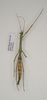 CollectionObject 1562681; 71de950a-19c6-4585-814a-3a5aa394831b: copyright AMSA. female: dorsal view (paratype). (CollectionObject).