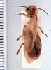 Schultesia lampyridiformis Roth, 1973: Photo by Heidi Hopkins. dorsal habitus. (Otu).