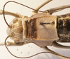 CollectionObject 1541627; 81cf80dd-0d24-48d7-8b85-941afccb8a0e: male pronotum, dorsal view (paratype of Deracanthina mistshenkoi). (CollectionObject).