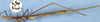 CollectionObject 1516894; 11943ff2-cd25-4c79-9a6e-2fe96f1333c2: female (holotype). (CollectionObject).