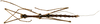 CollectionObject 1578595; RBINS IG: 32700''', 147a4476-5a9d-42bb-87c1-549b689a1865: copyright ISNB, Brussels. male, ventral view (holotype). (CollectionObject).