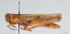 CollectionObject 2833387; CNCI 981373, 9fe2e54e-9a70-4c32-8ba9-32146dfad944: Diabolocatantops pinguis. Lateral view. (CollectionObject).