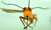 CollectionObject 1502205; 30bb8947-565d-4ddc-ba1a-a2937d2a7ab0: male, frontal view (paratype). (CollectionObject).