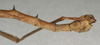 CollectionObject 1556999; 0f637f63-c577-43ff-9ede-137f3cd16317: copyright NMW, Vienna. male: end of thorax, lateral view (holotype). (CollectionObject).
