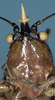 CollectionObject 1516864; 06733ec4-5fff-4cd7-9aff-2aeff3b1a3b7: male face (holotype). (CollectionObject).