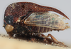 Habitus, lateral view on Pogonella minuta (Goding, 1903): (Observation).