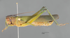 CollectionObject 1575504; 8d80f759-f77f-4108-b970-647c6c1bc884: male, lateral view. (CollectionObject).