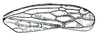 Forewing: Endria inimica, forewing. (Observation).