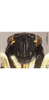 Head: !! display not done !! on Risefronta albicincta Li & Wang, 2001: face. (Observation).