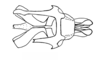 Abracris dilecta Walker, 1870: Fig. 2G. phallic complex without epiphallus, dorsal view. (Otu).