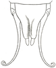 Pl. XXI, Fig, 12 (Obi Island, Moluccas). male subgenital plate, ventral view (Anostostoma couloni). Depicts Sia ferox Giebel, 1861, an Otu.