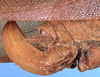CollectionObject 1517533; 4d877dd9-d2e4-4036-9614-ed7c5738237c: female ovipositor (holotype). (CollectionObject).