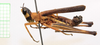 CollectionObject 1584279; 27d48825-3c45-4fa9-ae5a-885c7249728f: male, lateral view (holotype). (CollectionObject).