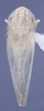 Habitus, dorsal view: (Observation).