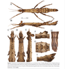 CollectionObject 2211438; 4fffc1ae-1e89-4889-bc9b-6a8897287482, SICAUSICAHN 23011: copyright SICAU. female (holotype). (CollectionObject).