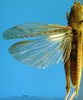 CollectionObject 1505446; 22cfb24b-076d-473a-9eaf-3fc3134db511: male, wings (paratype of Chorthippus miramae). (CollectionObject).