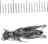 CollectionObject 1524885; 2f91807d-7311-445c-b55e-cebc88b0bf1e: male, dorsal view (lectotype). (CollectionObject).