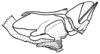 Borellia alejomesai Carbonell, 1995: Fig. 45E. phallic complex, without epiphallus, without ventralateral plates, lateral view. (Otu).