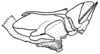 Fig. 45E. phallic complex, without epiphallus, without ventralateral plates, lateral view. Depicts Borellia alejomesai Carbonell, 1995, an Otu.