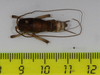 CollectionObject 1575865; 68981e2a-e880-42fa-95d3-c33f37f2f6c9: male, dorsal view (holotype). (CollectionObject).