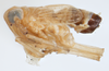 Habitus, lateral view on Delphacodes quadridentis Beamer, 1948: (Observation).