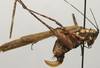 CollectionObject 1535169; 59e0b5fd-ff36-417c-933b-e2a408758763: female, lateral view (syntype). (CollectionObject).