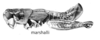 Melanoplus marshallii (Thomas, 1875): male. (Otu).